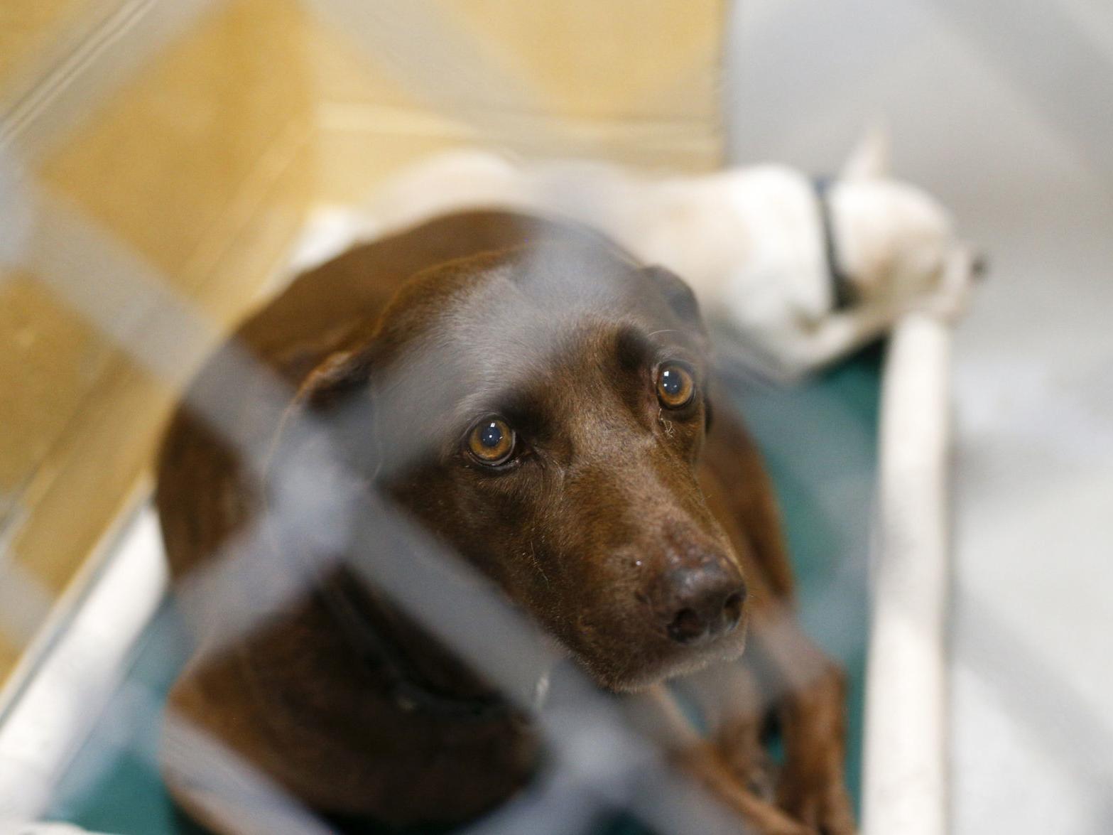 City Responds To Latest Complaints About City Animal Shelter With