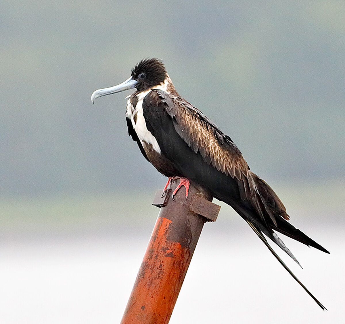 Bhatagaon Bird Watching Point Raipur | Saurabh Tiwari Vlogs - YouTube