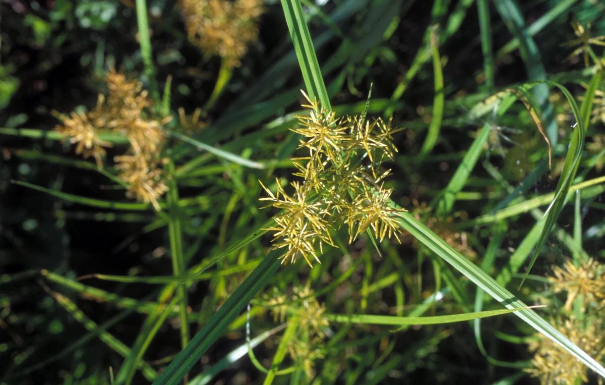 Master Gardener How to rid your lawn of nutsedge