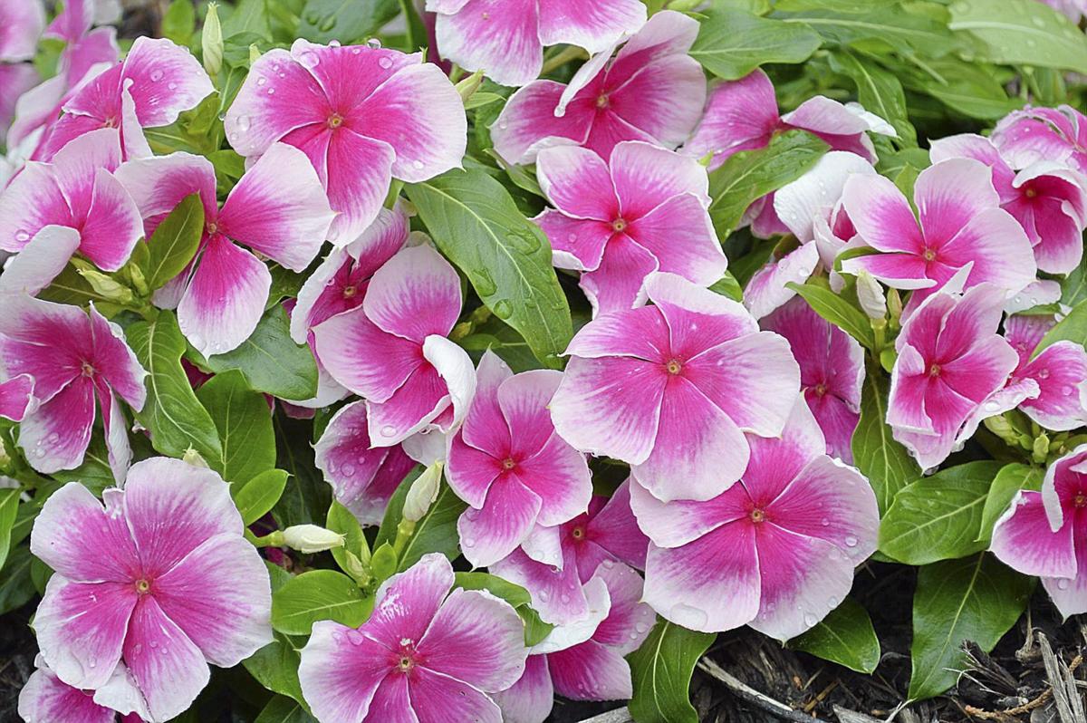 Barry Fugatt Help pick the best vinca varieties at Linnaeus Teaching