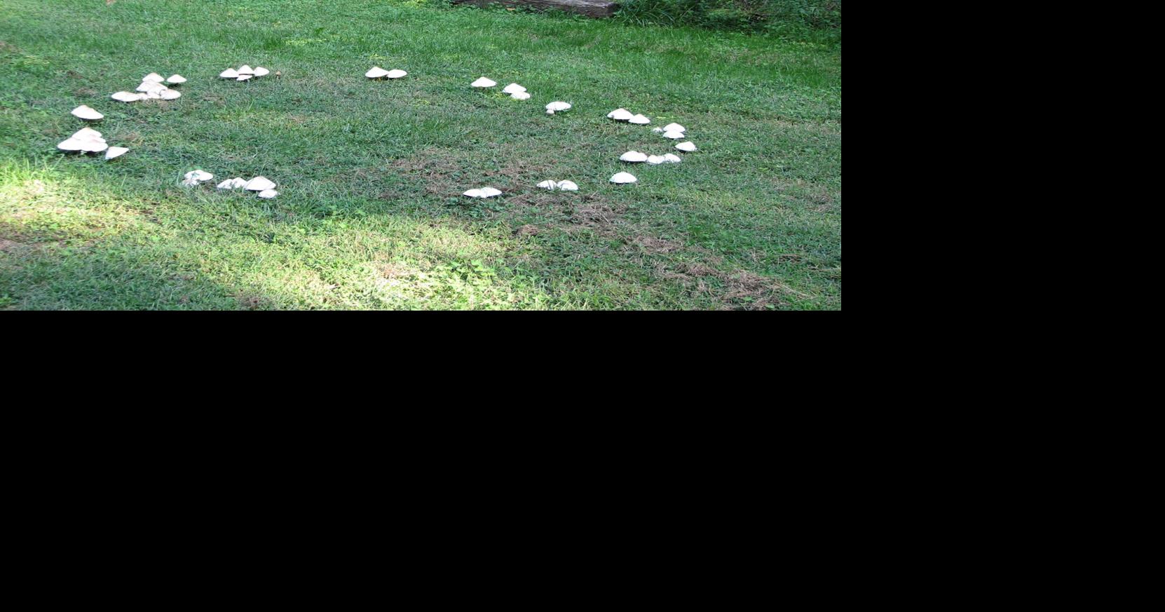 What causes fairy rings on lawns?