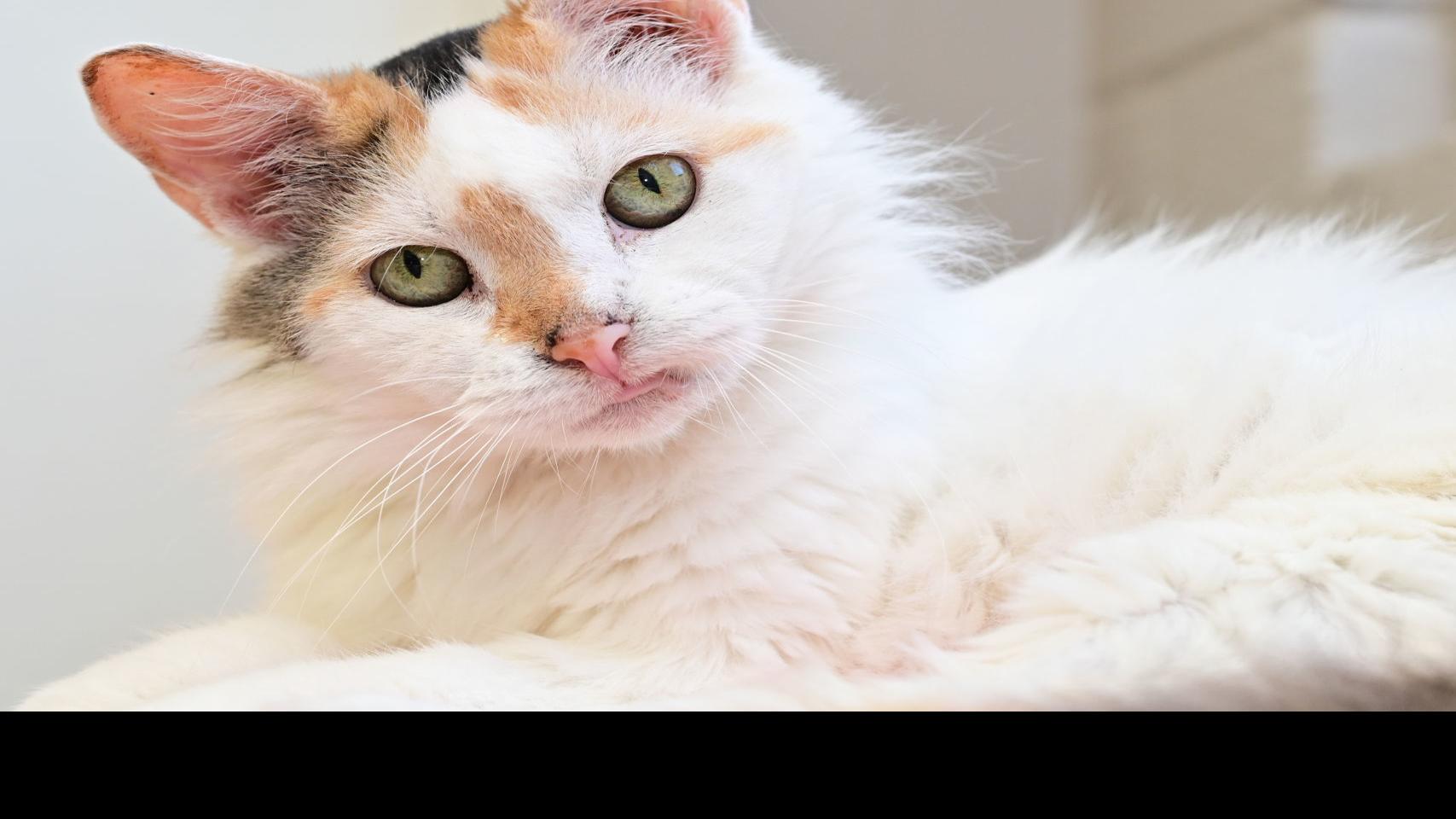 Pawsitively Adorable 34 Cats And Dogs Looking For Love Photo