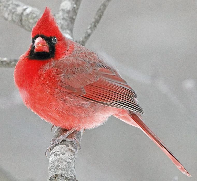 bird watch christmas bird counts set dec 14 jan 5 bird watch christmas bird counts set dec 14 jan 5