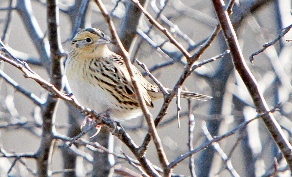 Christmas Bird Count events birders across Oklahoma, Red Slough