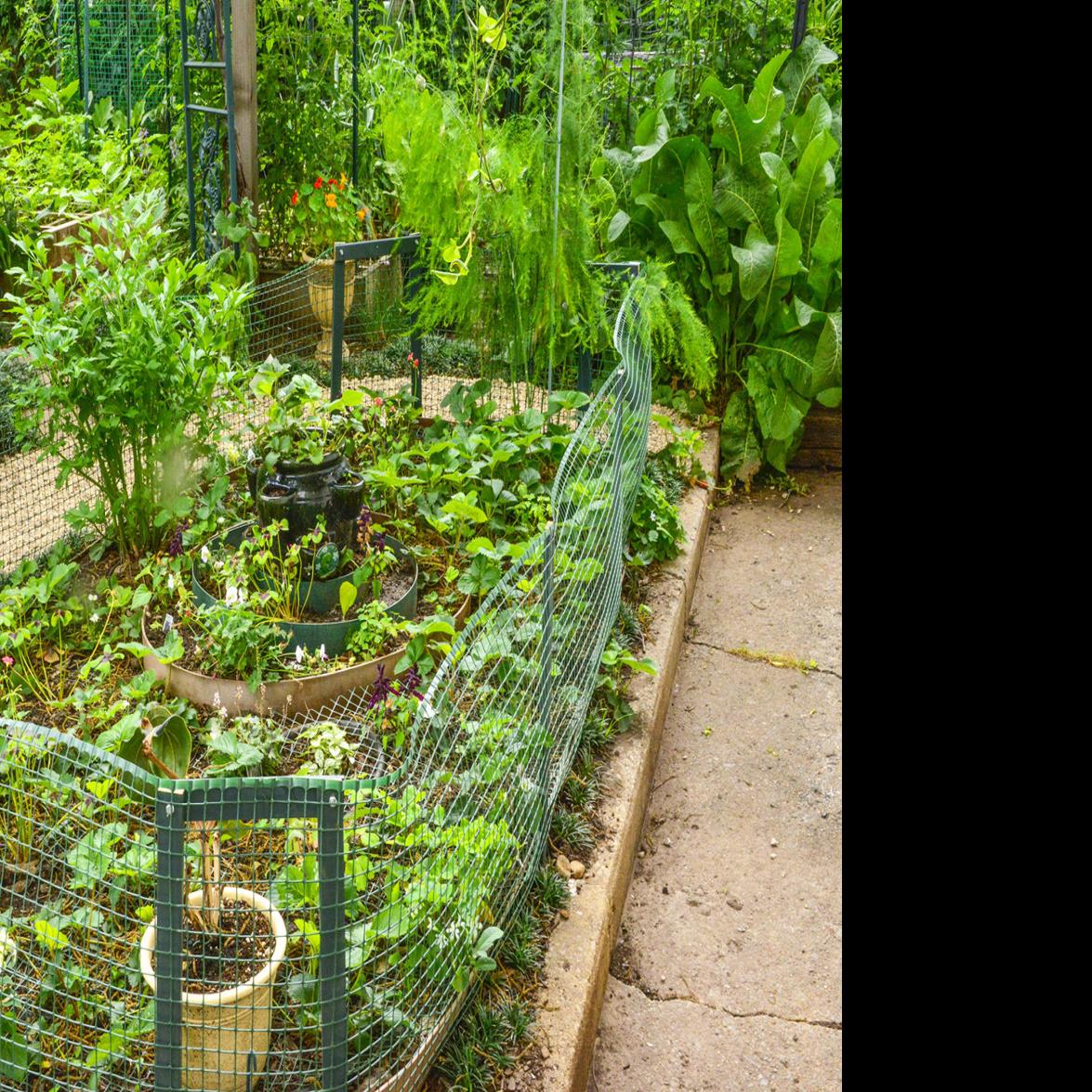 Master Gardener Tips To Keep Squirrels Away From Vegetable