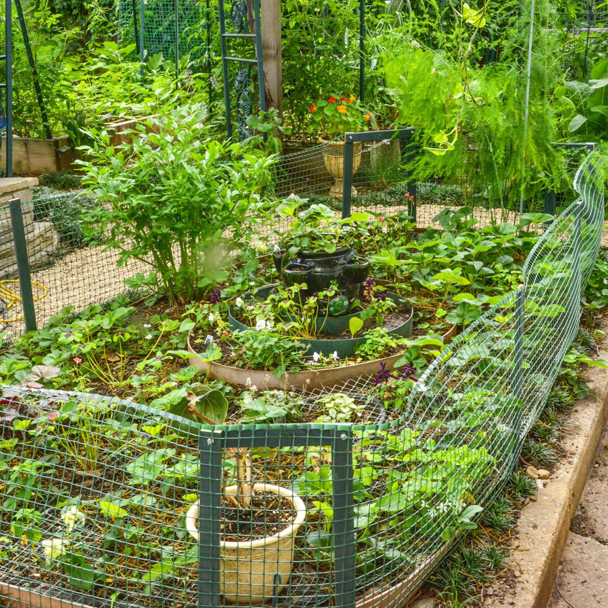 Master Gardener Tips To Keep Squirrels Away From Vegetable