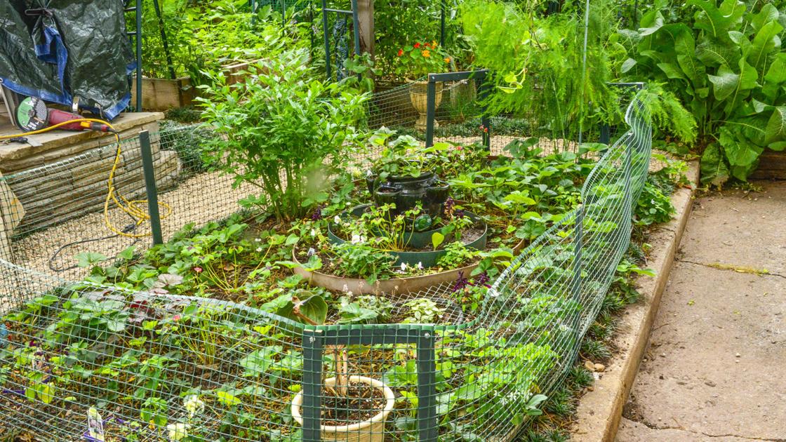 Master Gardener Tips To Keep Squirrels Away From Vegetable