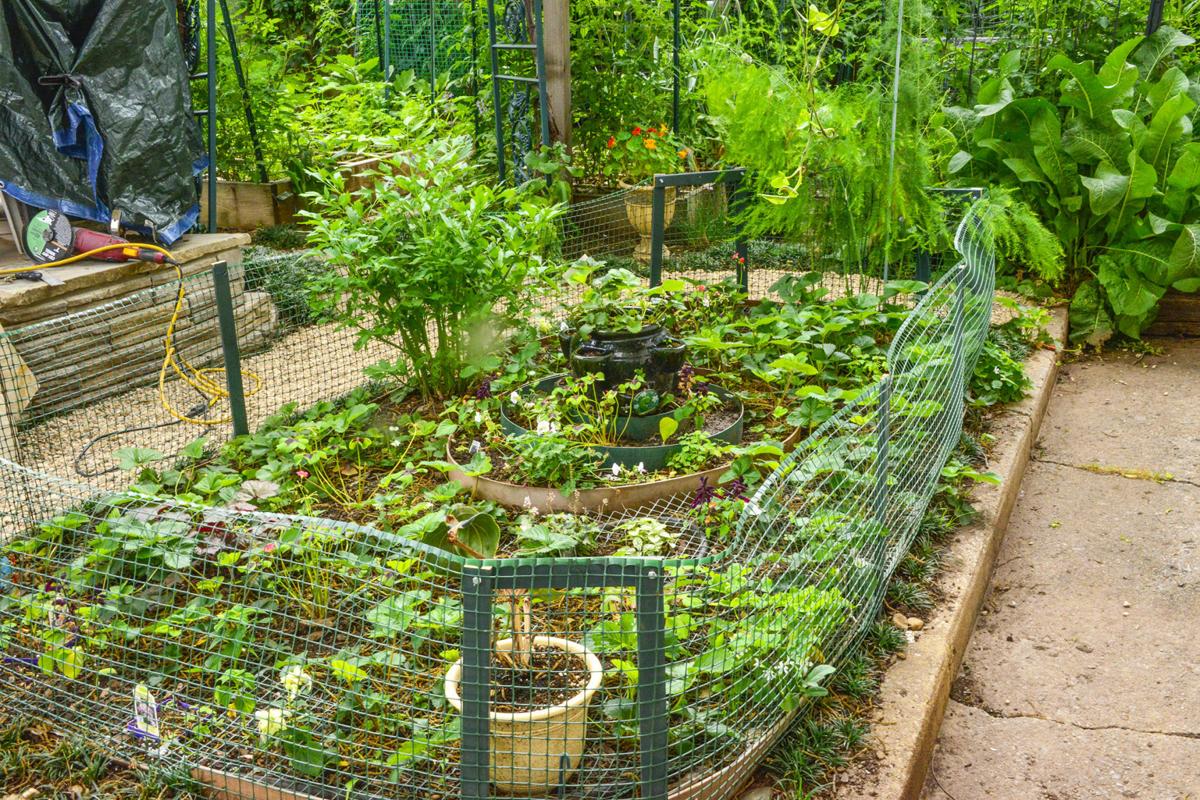Master Gardener: Tips to keep squirrels away from ...