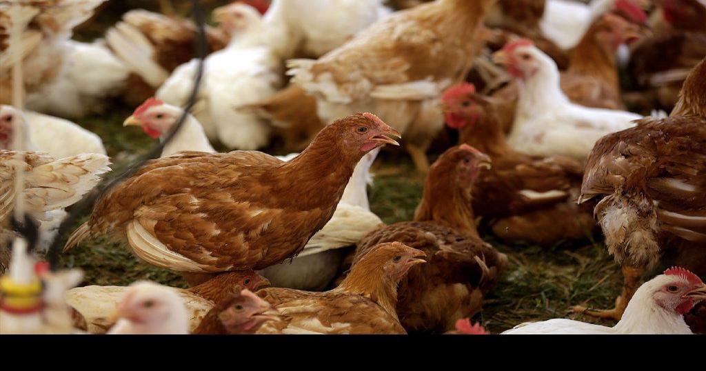 A look at poultry operations in Oklahoma