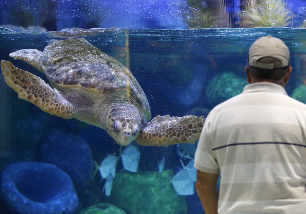 'A long, wild ride' Oklahoma Aquarium marks 15 years of growth