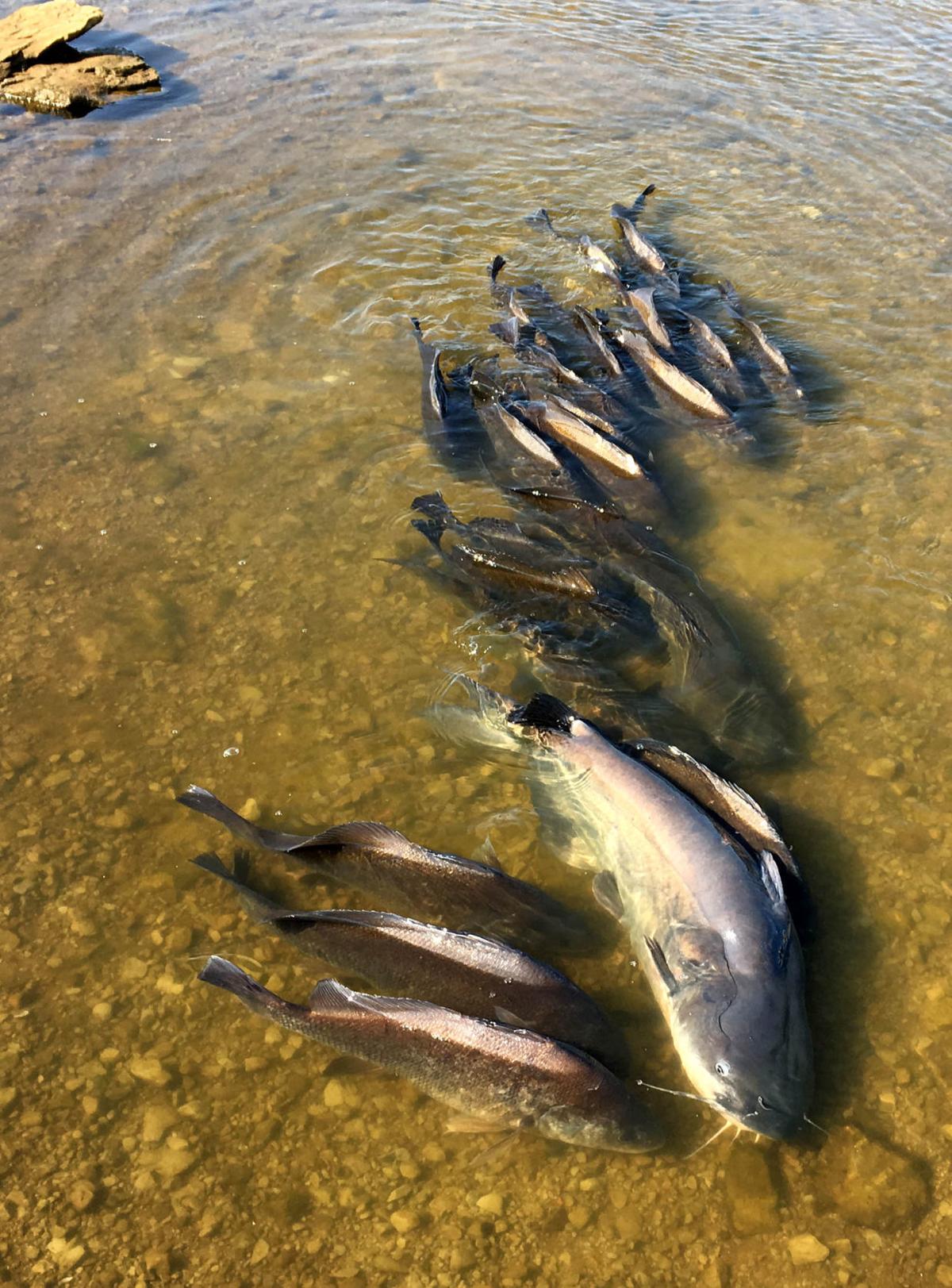 Massive fish kill below Zink Dam raises questions about future river