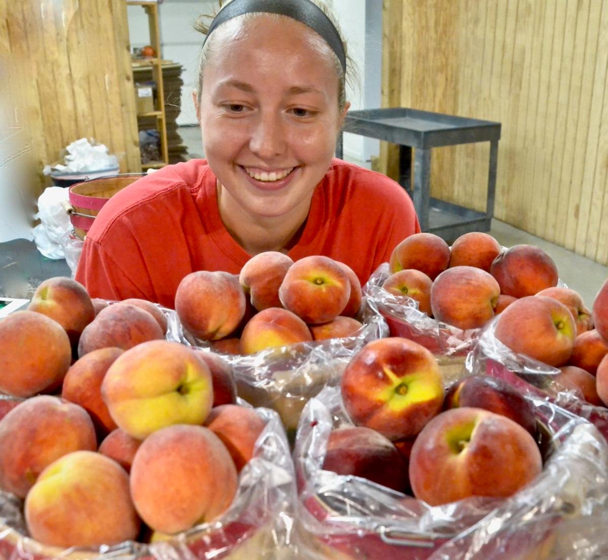 Peaches are ready for 54th Porter Peach Festival July 1618 News
