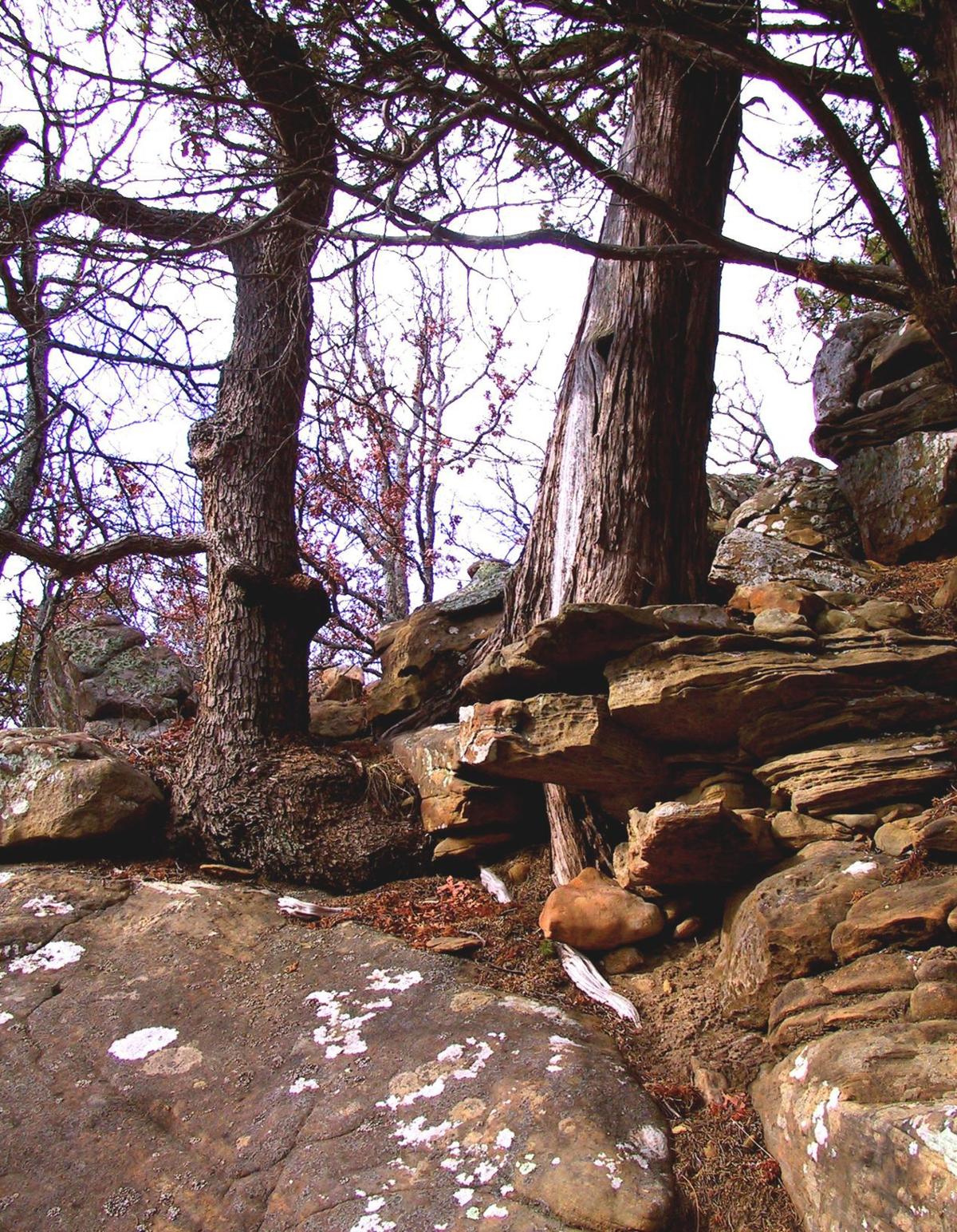 Discover the forest for the trees at Keystone Ancient Forest