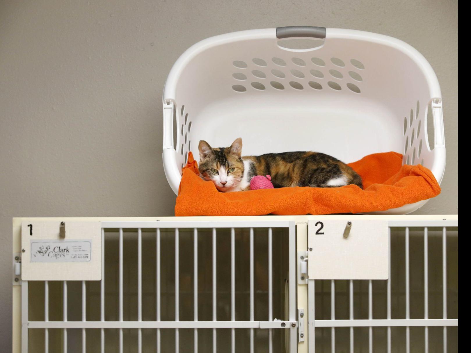 Pet Adoption Agencies Quickly Adapt To Place Rescued Pets During