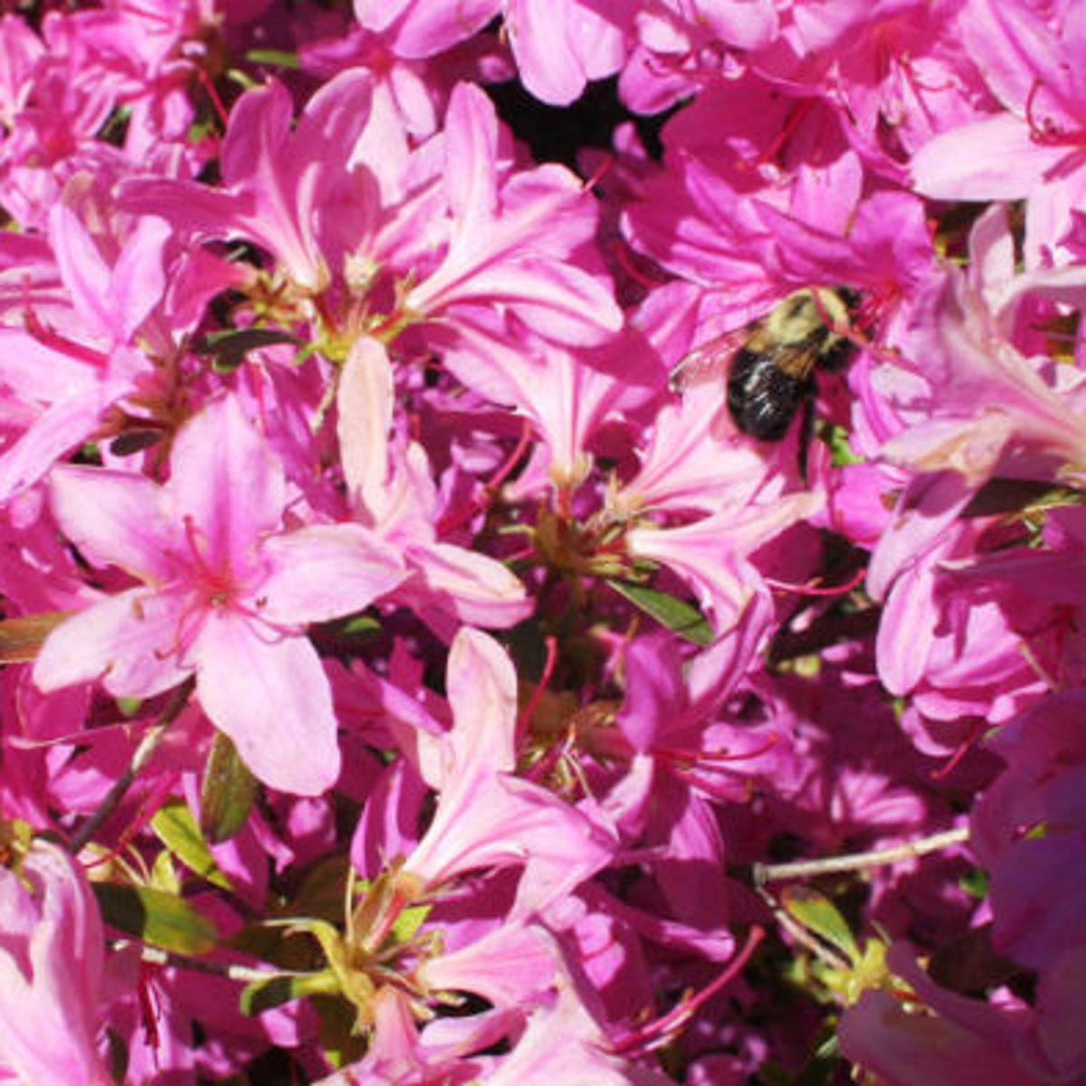 April Brings Azalea Festival State And Regional News Tulsaworld Com Azalea Festival Muskogee Ok 2022