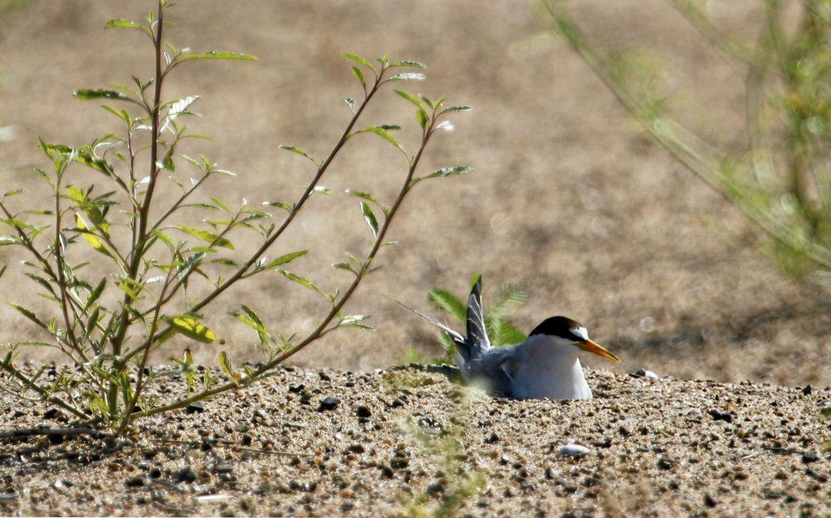 Least Terns