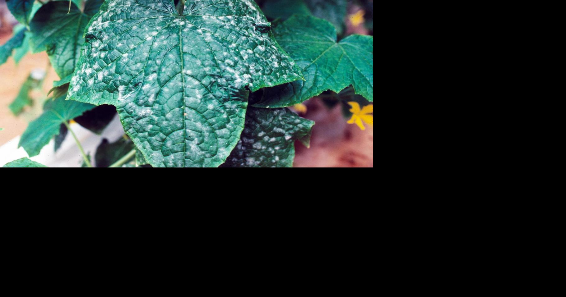 Master Gardener: ‘Disease triangle’ key to attacking powdery mildew | Home & Garden