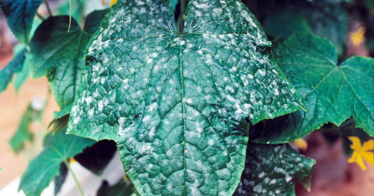 Master Gardener: ‘Disease triangle’ key to attacking powdery mildew | Home & Garden Master Gardener: ‘Disease triangle’ key to attacking powdery mildew | Home & Garden