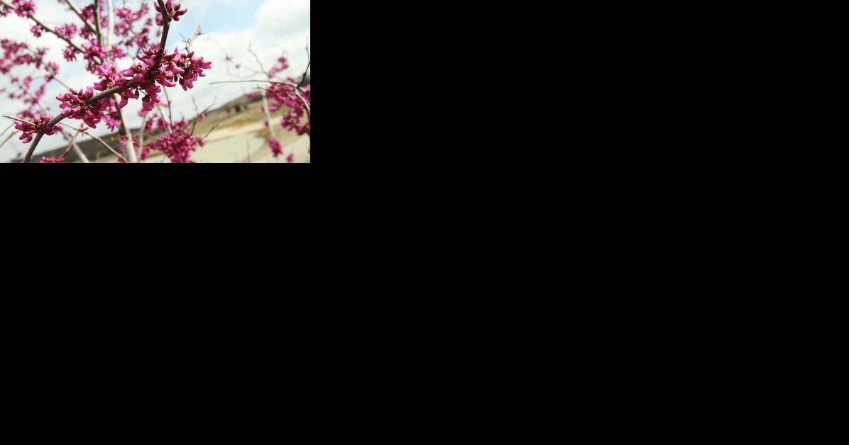 Despite Judas controversy, Oklahoma state tree is the redbud - Vimarsana News