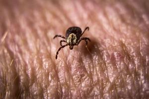 Got a tick? Remove it gently