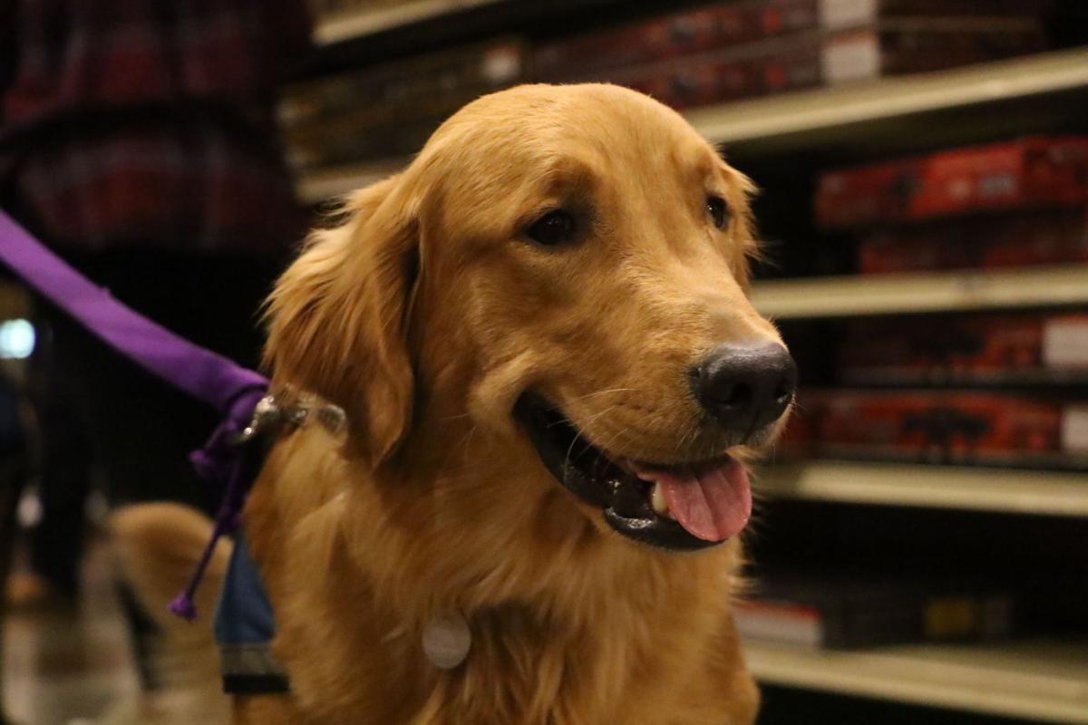 Therapetics Works With Area High Schools To Train Service Dogs Tulsaworld Com