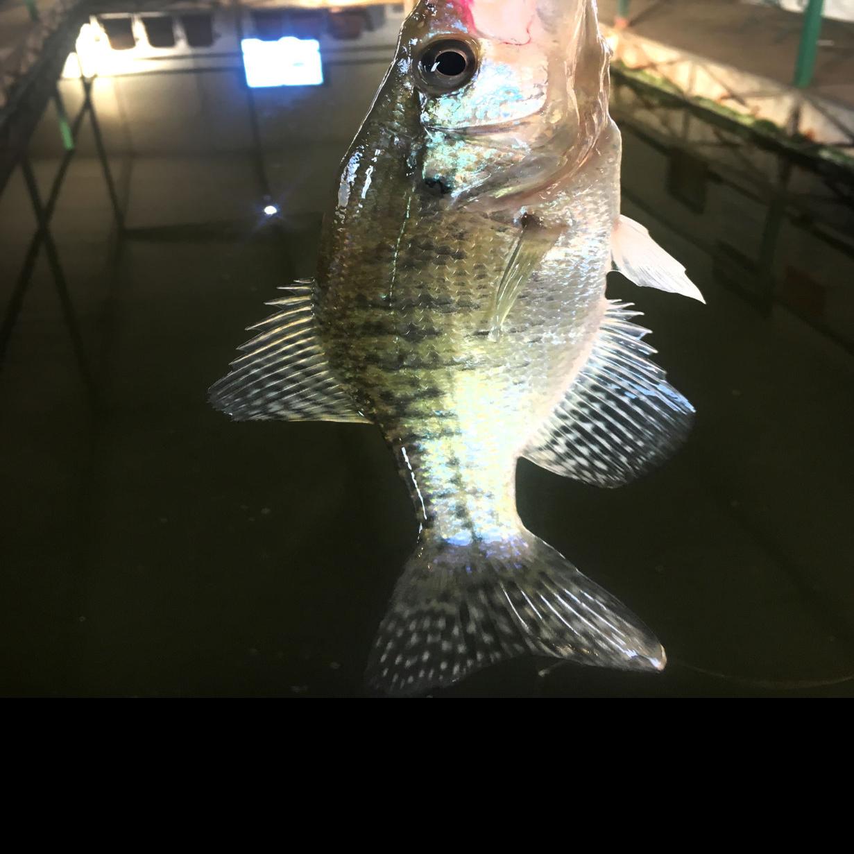 Comfort Of Heated Crappie Docks Awaits Winter Anglers