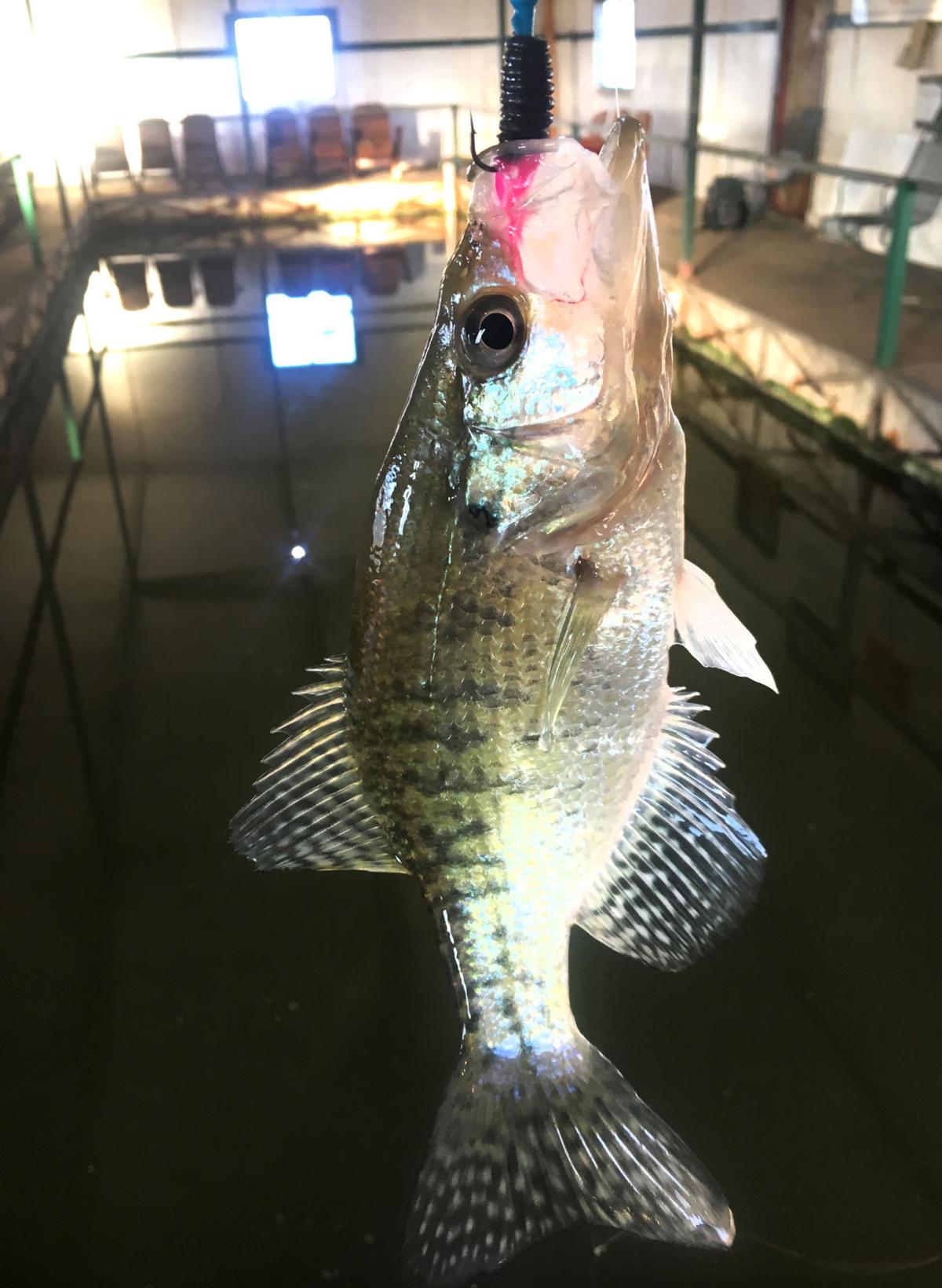 Comfort Of Heated Crappie Docks Awaits Winter Anglers