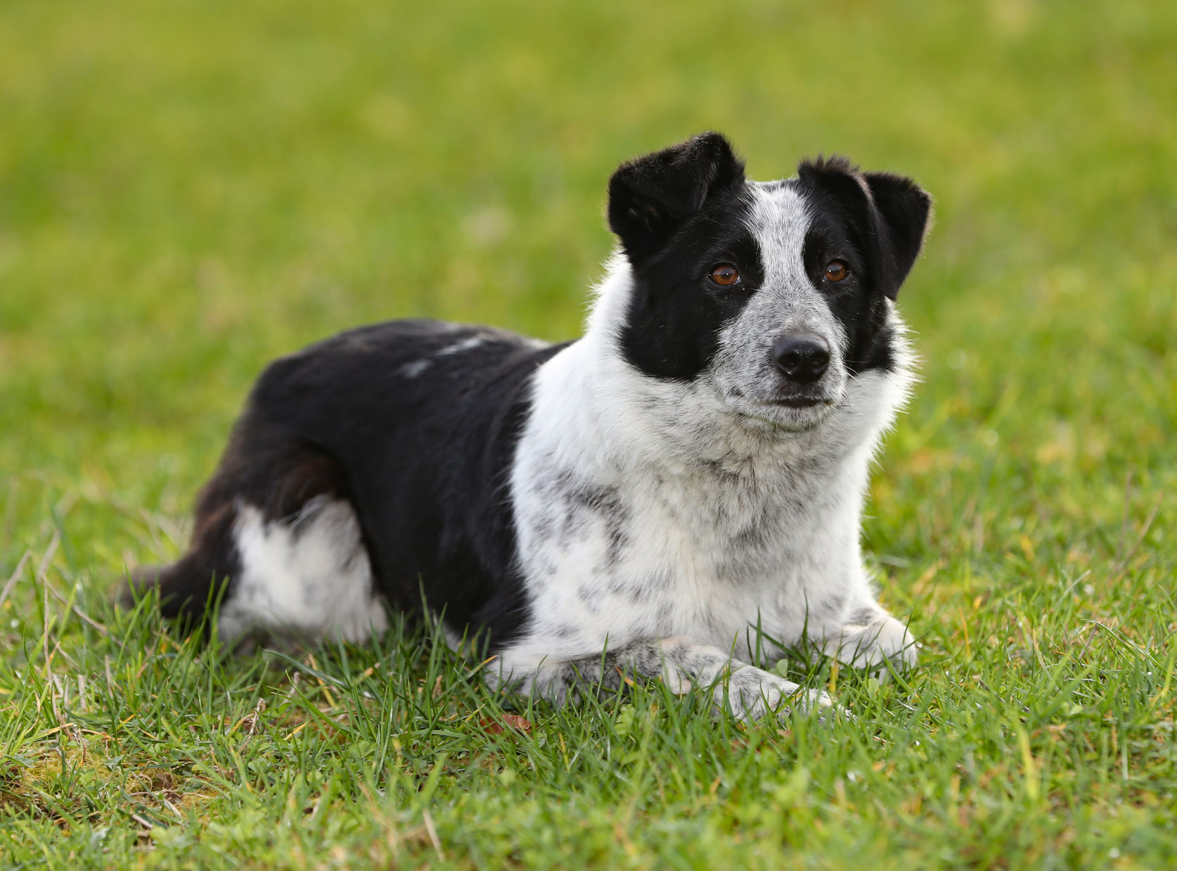 Most expensive best sale border collie