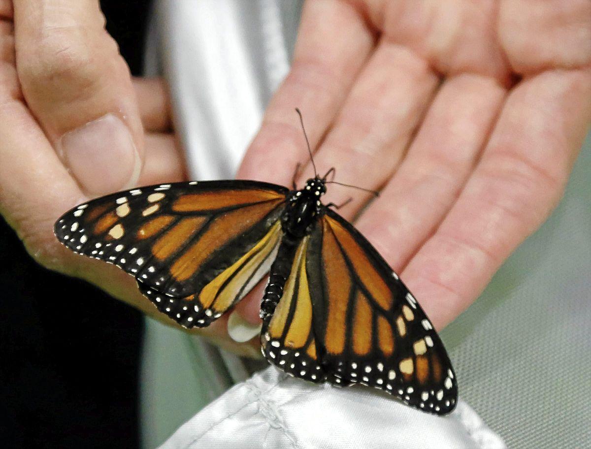 Tribes land 248,000 grant to help monarch butterflies Metro & Region