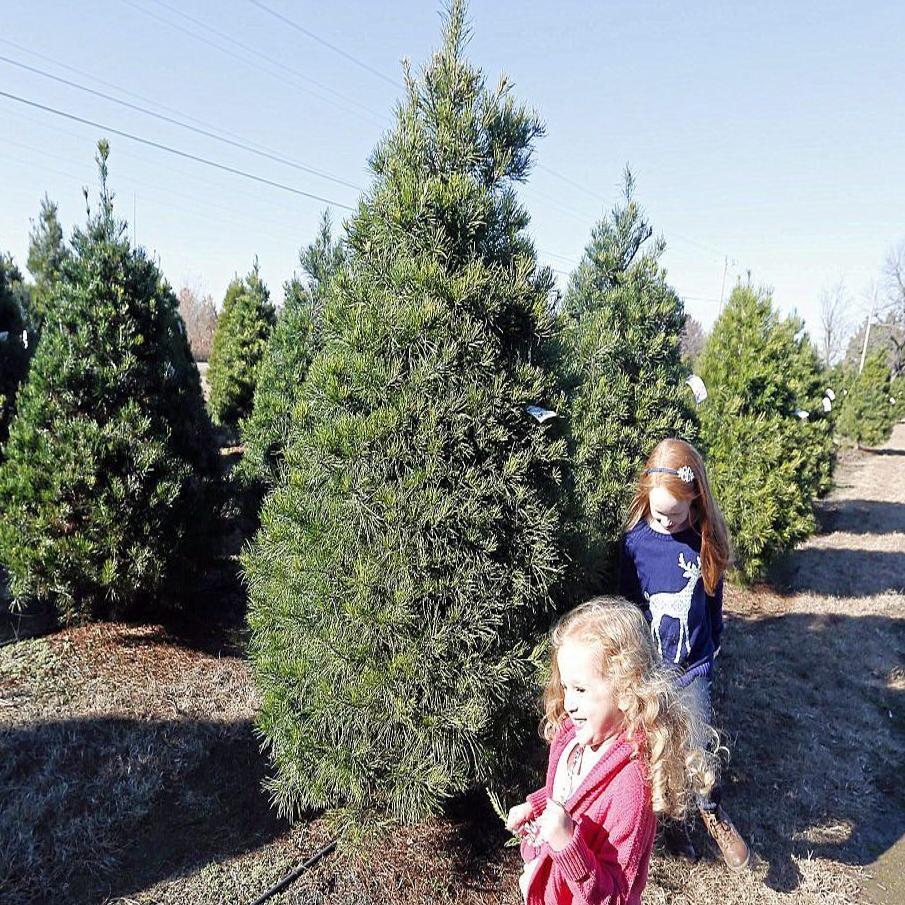 Christmas Tree Farms Stay Busy But Their Numbers Are Shrinking Business News Tulsaworld Com