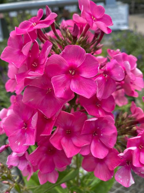 Candy Store Bubblegum Pink Phlox