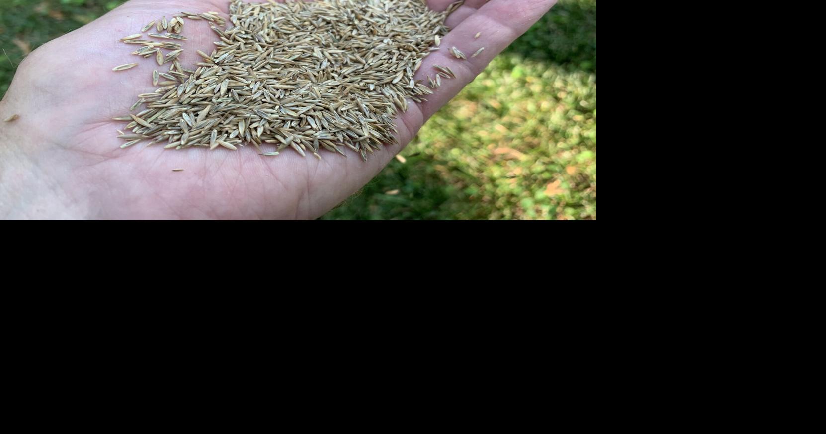 Master Gardener: Fall means re-seeding fescue lawns