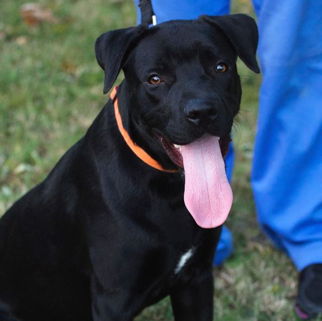 Skiatook Paws and Claws Pet of the Week Bruce