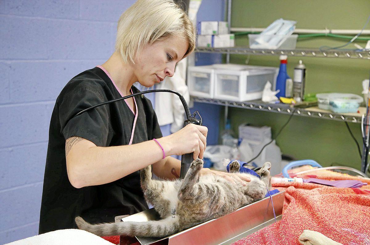 The big fix Spay Oklahoma celebrates 100,000th spay or neuter Metro