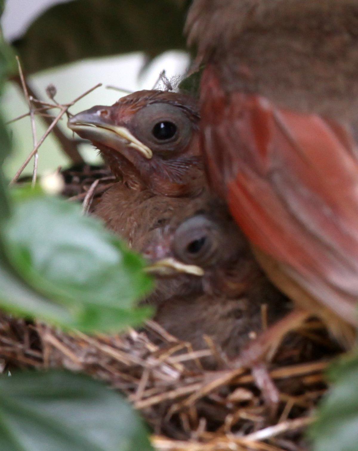 Photo Gallery: Northern cardinal chicks leave the nest ...