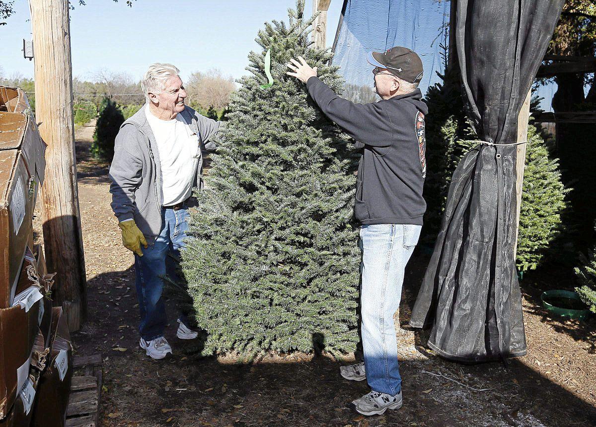 christmas tree farms stay busy but their numbers are christmas tree farms stay busy but their numbers are