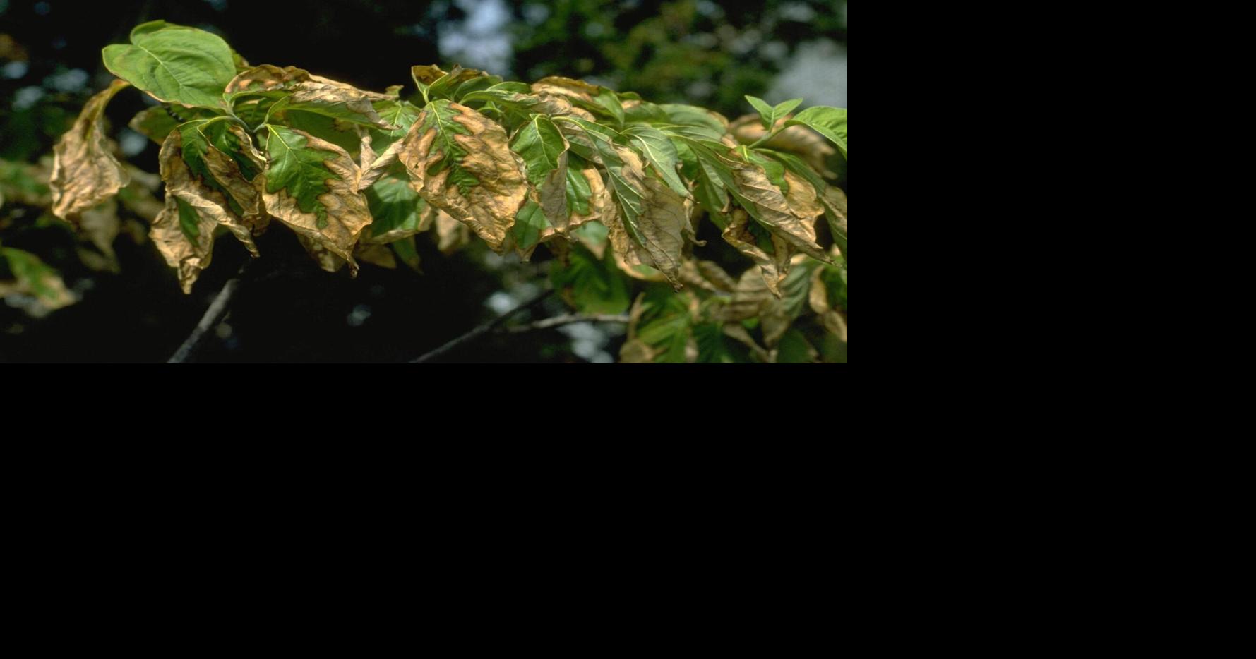Master Gardener: Heat-stressed trees may be dropping leaves