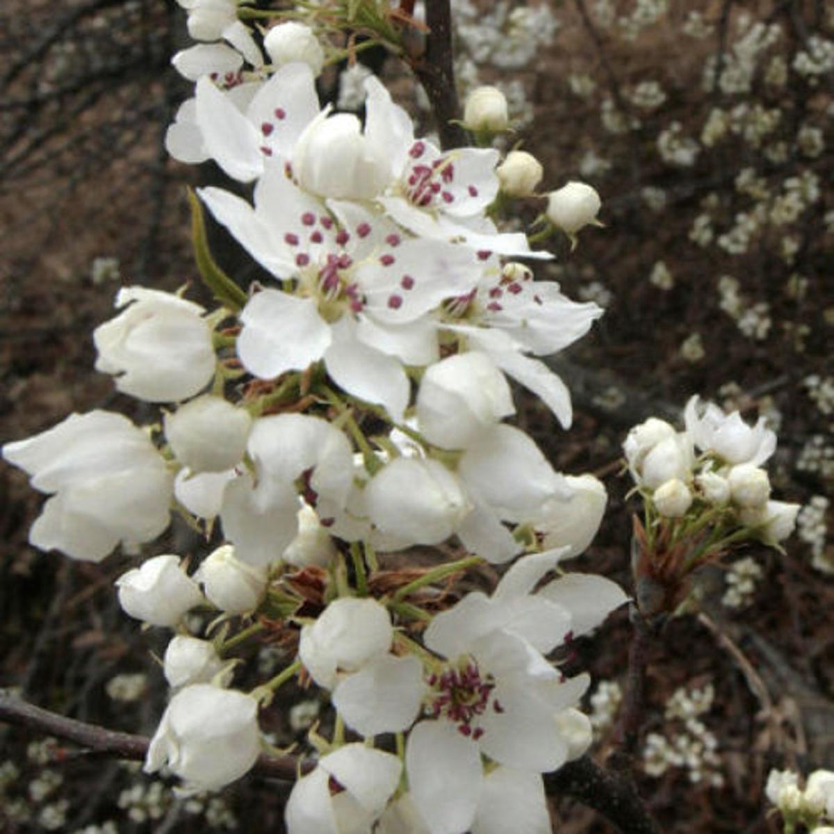White Flowering Trees Abound Outdoors Tulsaworld Com