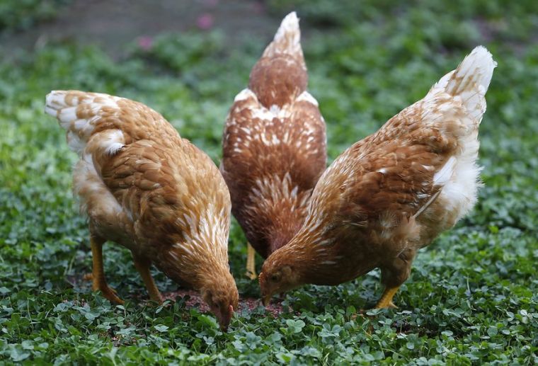 Backyard chickens Experts, owners talk about growing trend in Tulsa