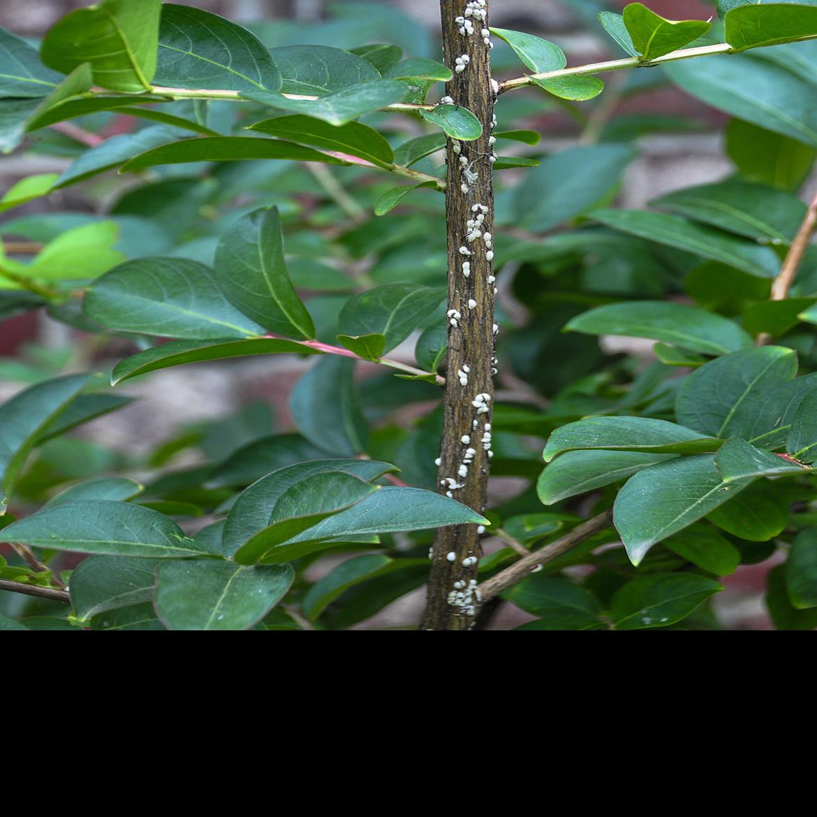 Master Gardener Treating The Rapidly Spreading Crapemyrtle Bark Scale Home Garden Tulsaworld Com