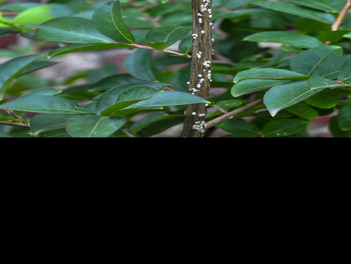 Master Gardener Treating The Rapidly Spreading Crapemyrtle Bark Scale Home Garden Tulsaworld Com