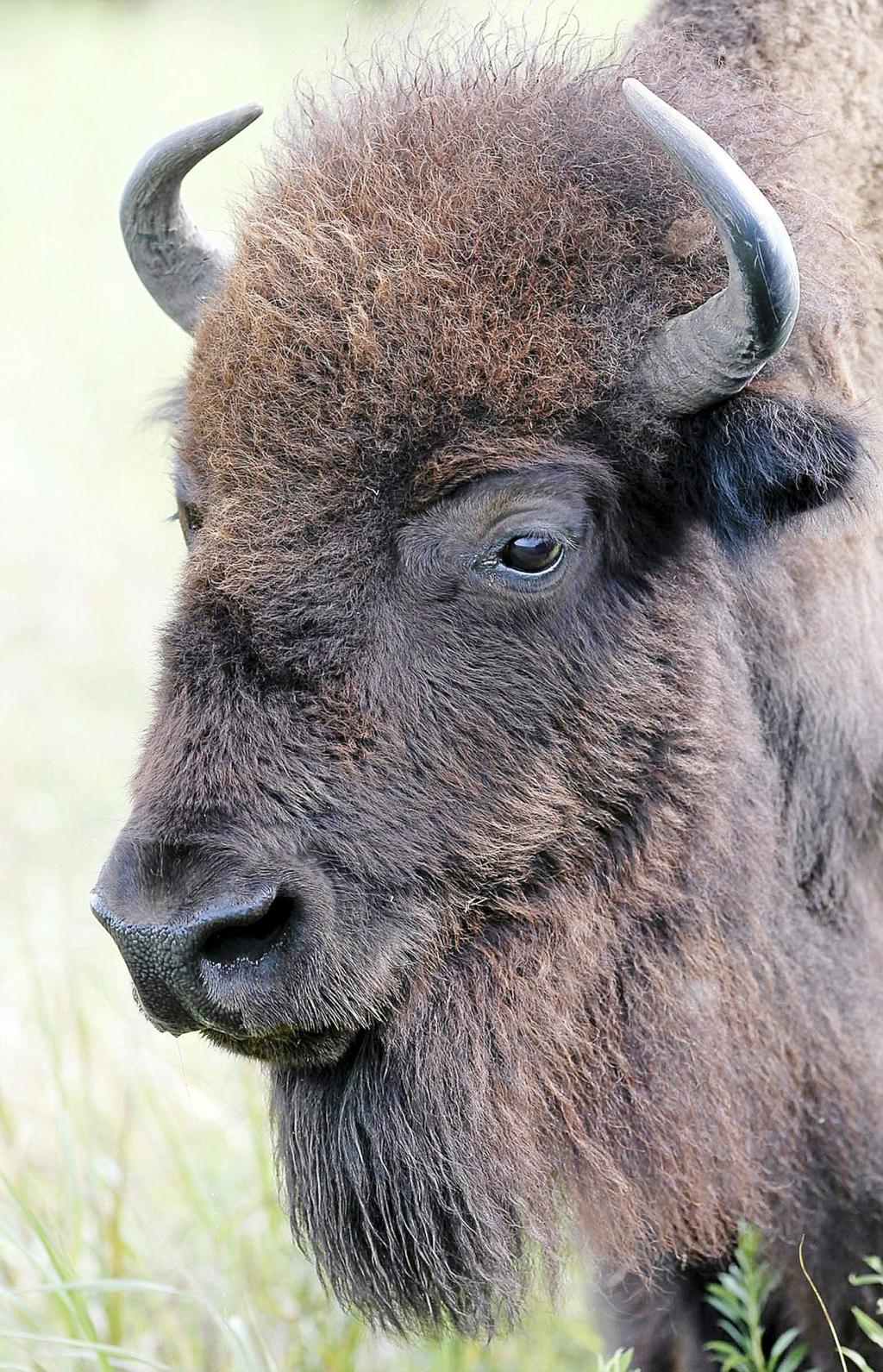 Editorial Inhofe Right To Champion Bill That Protects And Promotes Tribal Management Of Bison Editorial Tulsaworld Com
