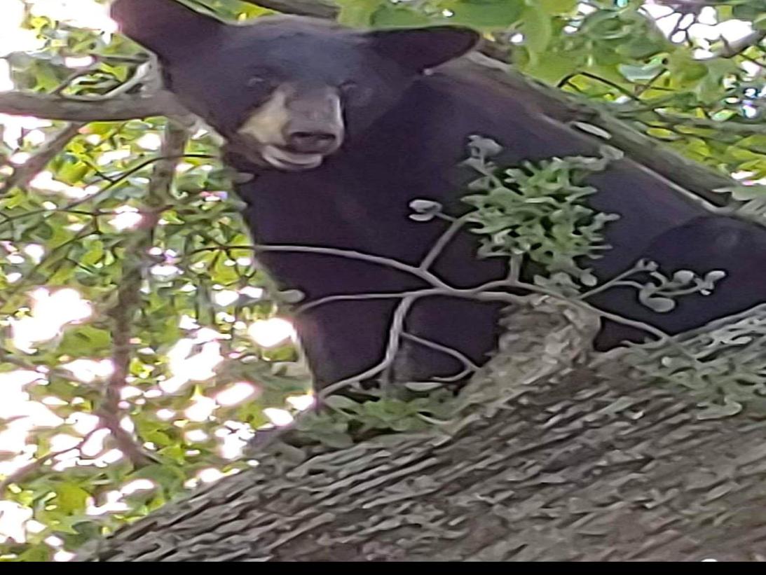 Black Bear Makes A Trip Into Poteau Leaves One Tooth Short Sporting A New Earring Latest Headlines Tulsaworld Com Blackbear) produced by @michaelkeenanaudio and @iamblackbear art by @colorsbynet. black bear makes a trip into poteau