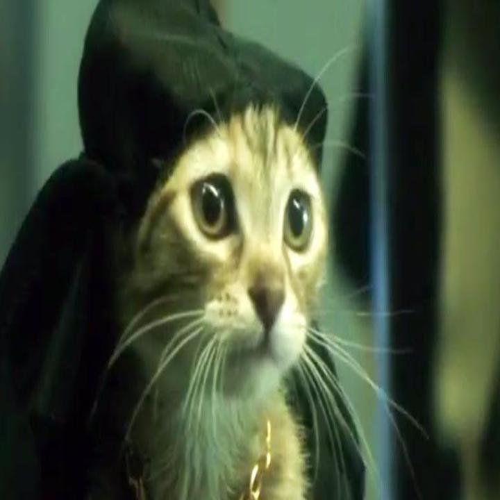 A Purr Fect Collection Of Favorite Movie Cats Movies