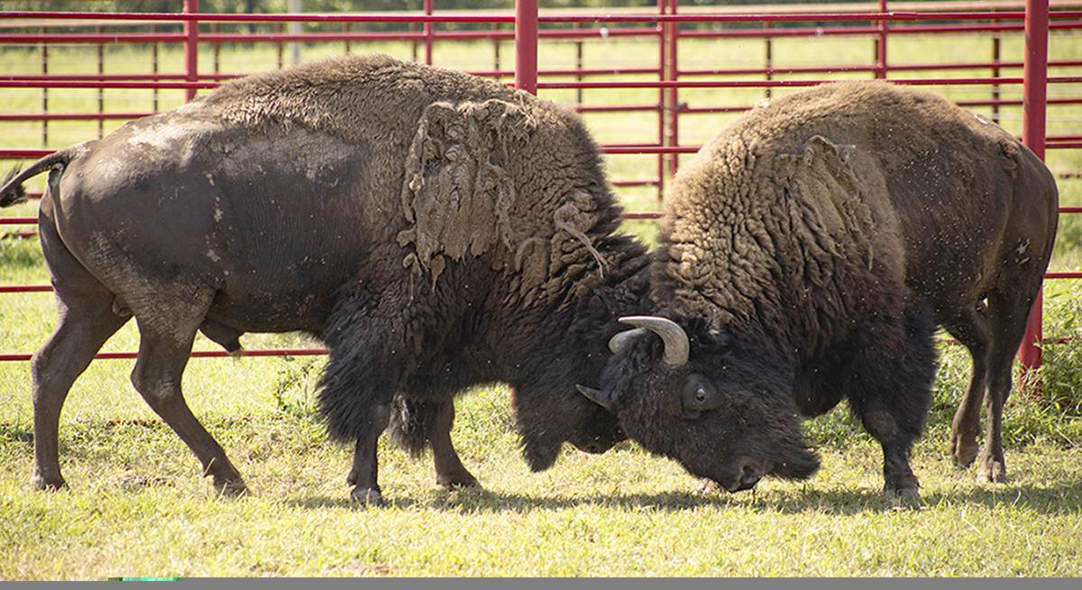 Cherokee bison (copy)