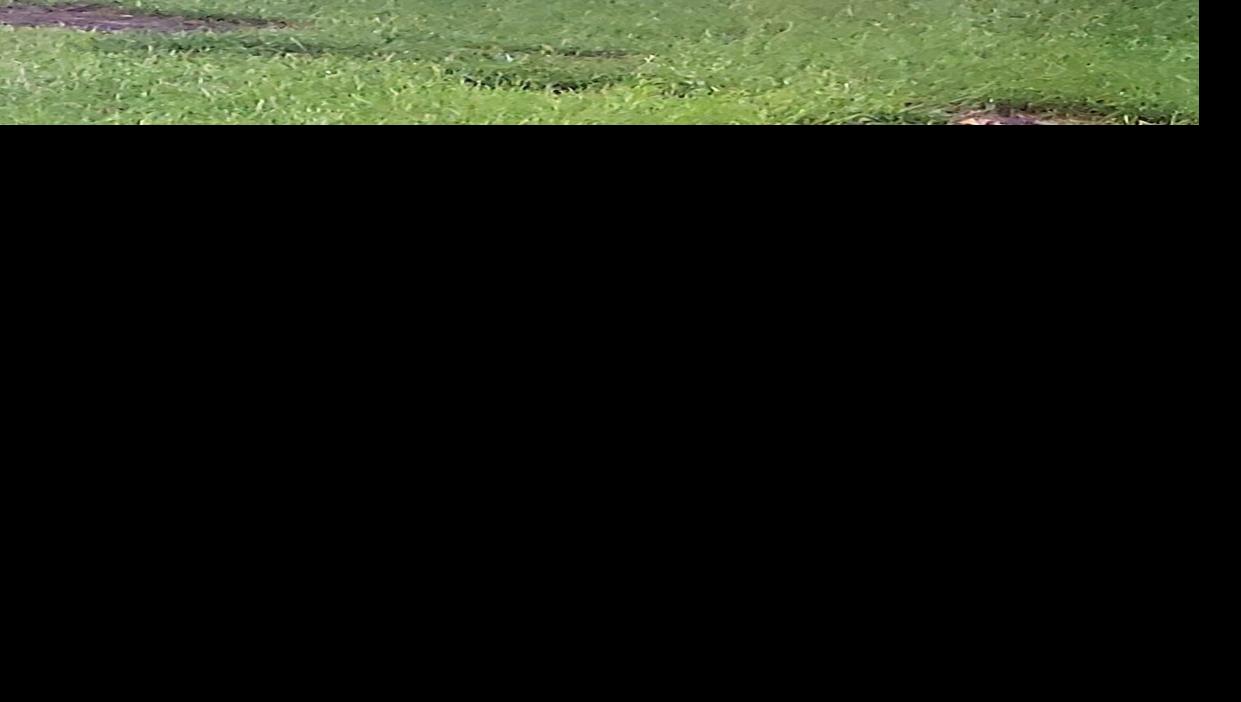 Mountain lion sighting confirmed at Hudson Lake home State & Regional