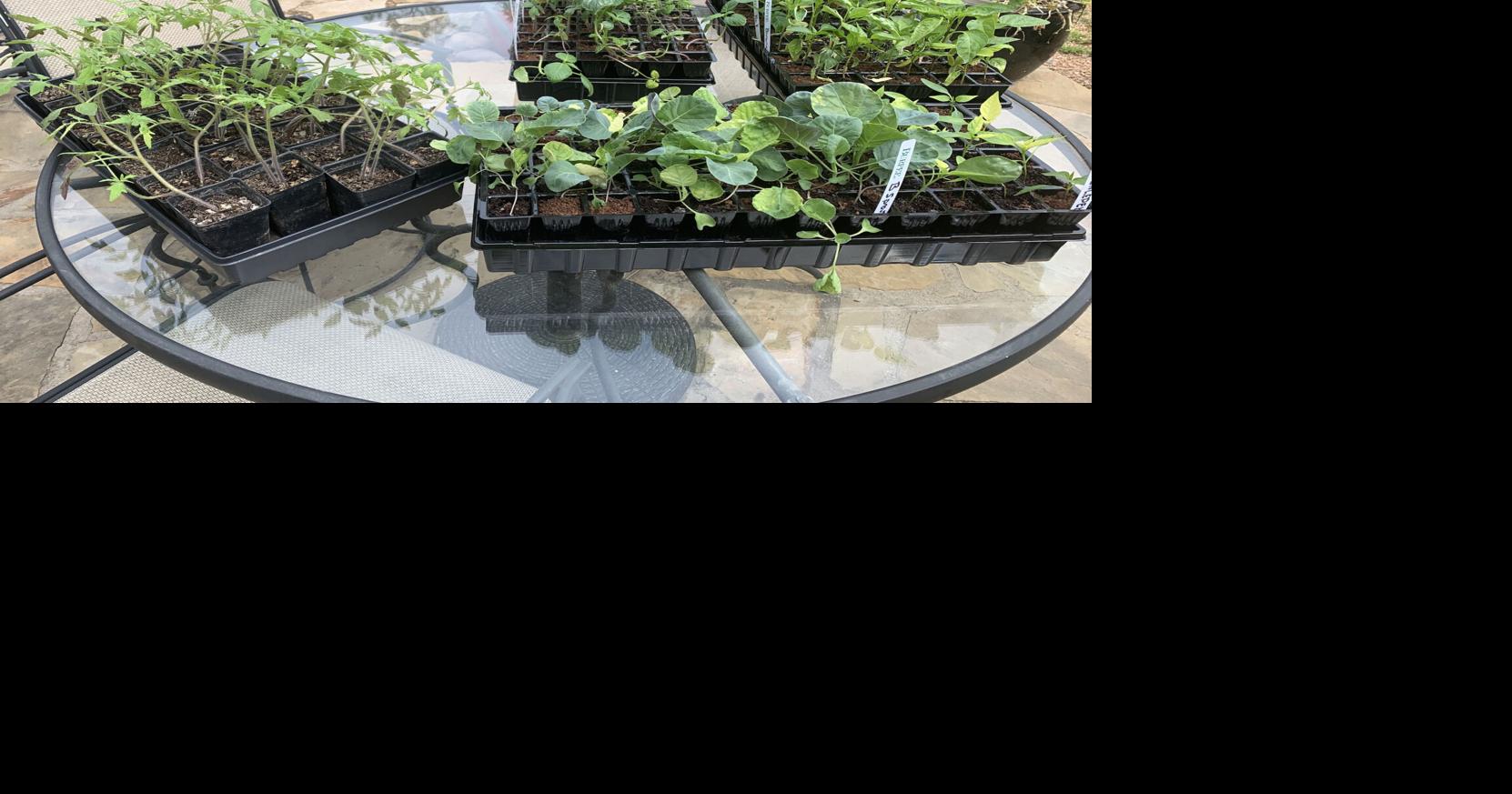 Master Gardener: Hardening off helps baby plants prepare for outdoors
