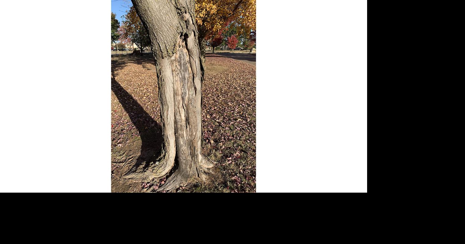Master Gardener: How to help newly planted trees survive winter