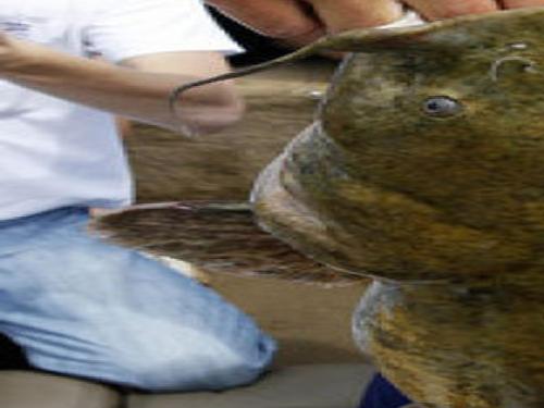 Tu S Bryan Tackles Noodling With Full Force Tu Tulsaworld Com