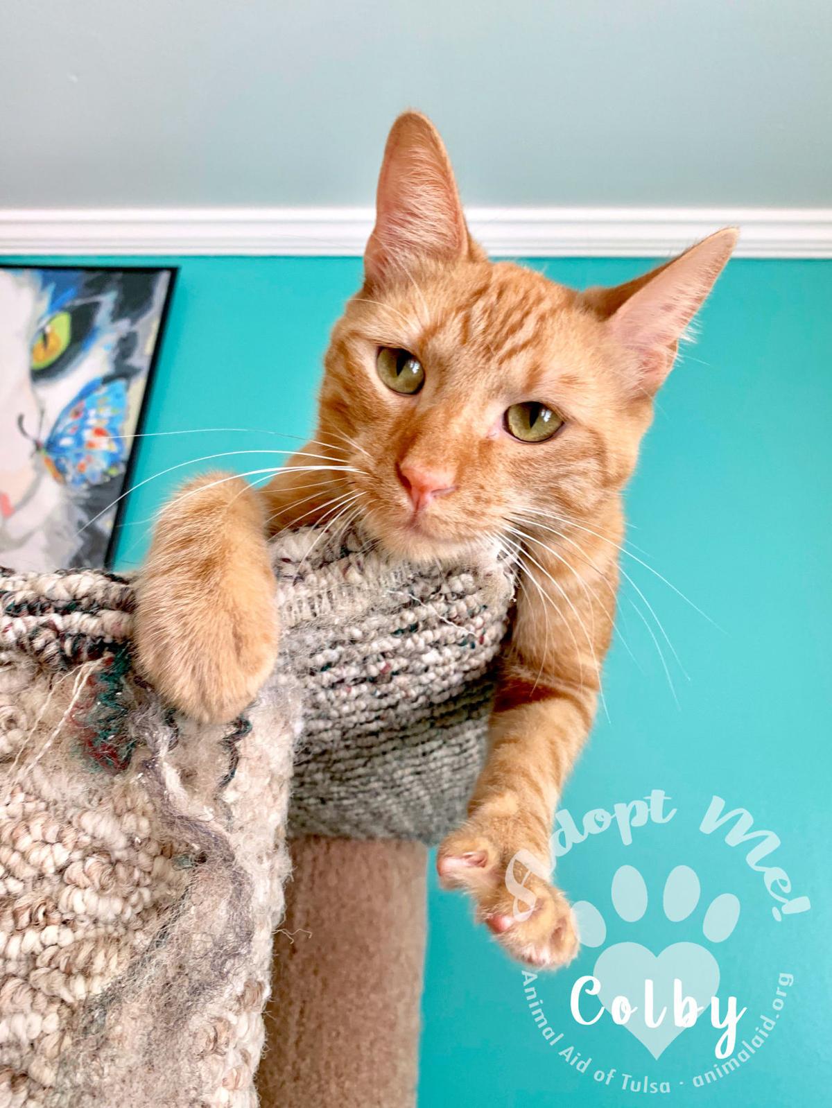 Pawsitively Adorable 107 Cats And Dogs Looking For Love Photo